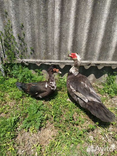 Мускусные утки