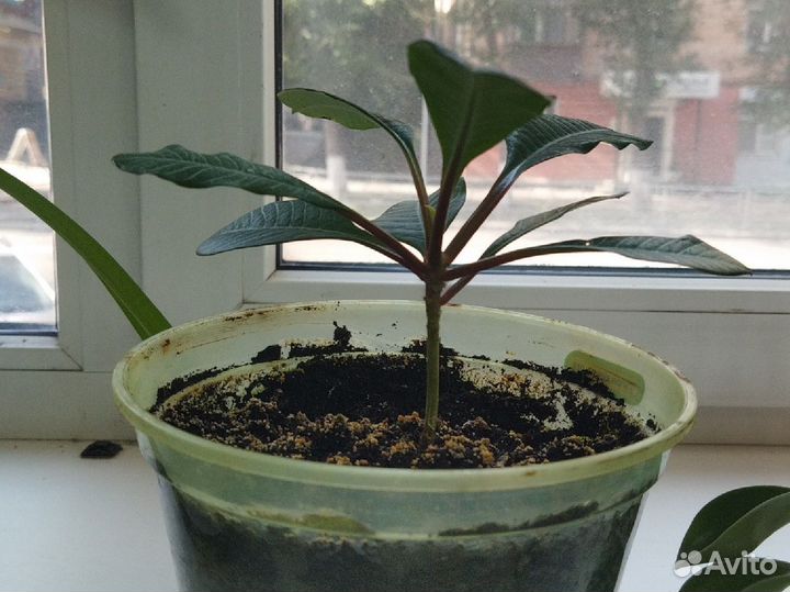 Молочай и алоэ