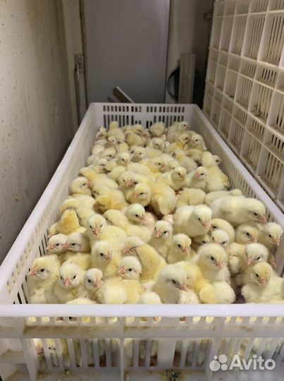 Цыплята. Бройлер Росс 308
