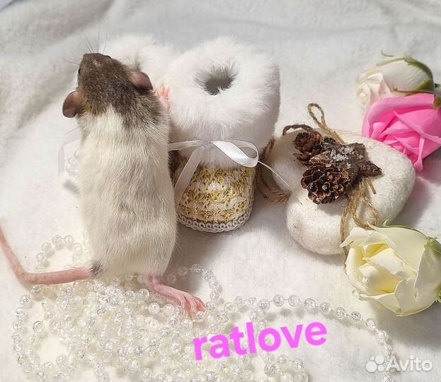 Крысята от ratlove