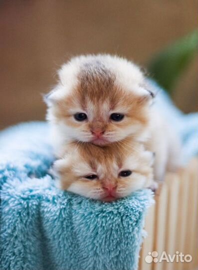 Элитный шотландские котята золотого окраса