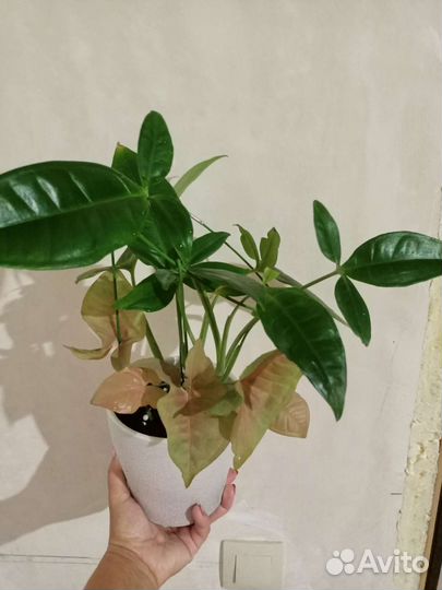 Сингониумы взрослые и монстера