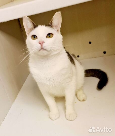 Тима ищет дом