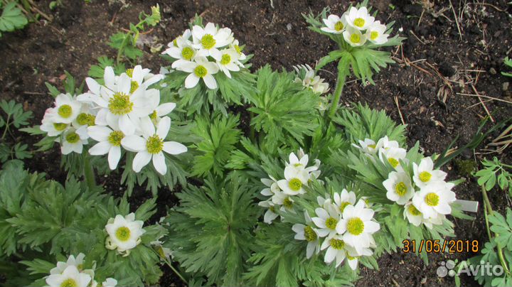 Л Е В И З И Я