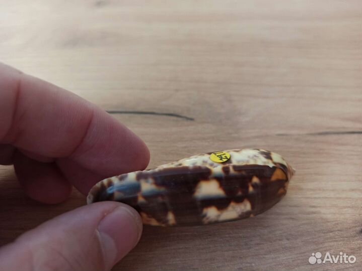 Морская раковина