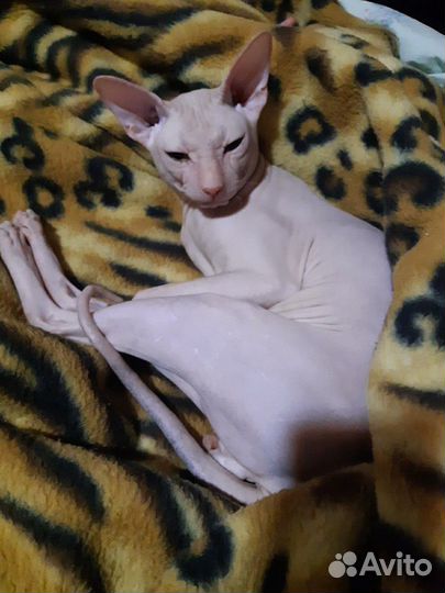 Донской сфинкс вязка