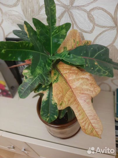 Кодиеум кротон