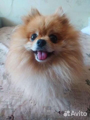 Домашняя гостиница для животных