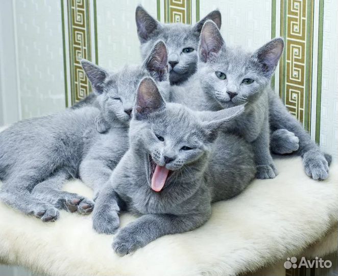 Русская голубая, порода аристократов