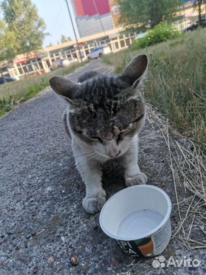 Кот в добрые руки. Помочь коту