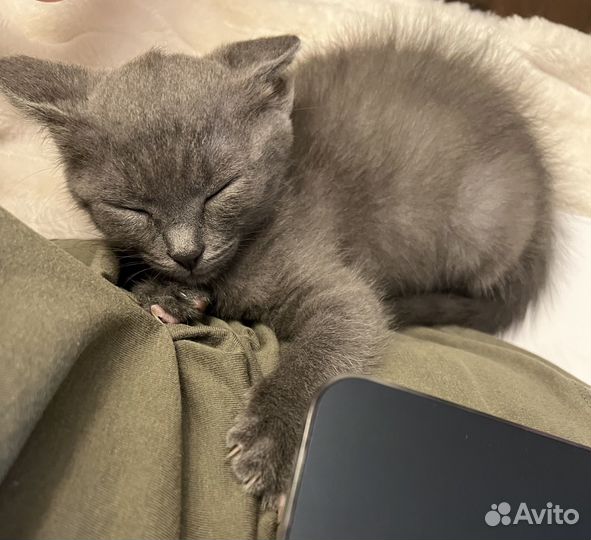 Котёнок в добрые руки