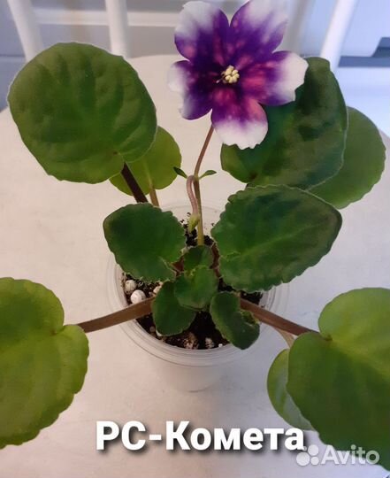 Сортовые фиалки