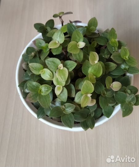 Каллизия Repens Kribo