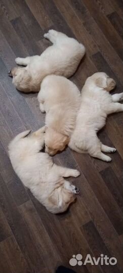 Золотистый ретривер вязка, щенки