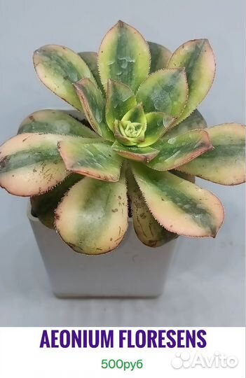 Суккуленты 3