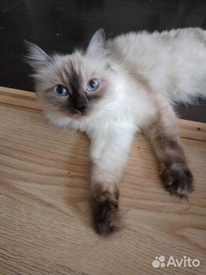 Невская маскарадная