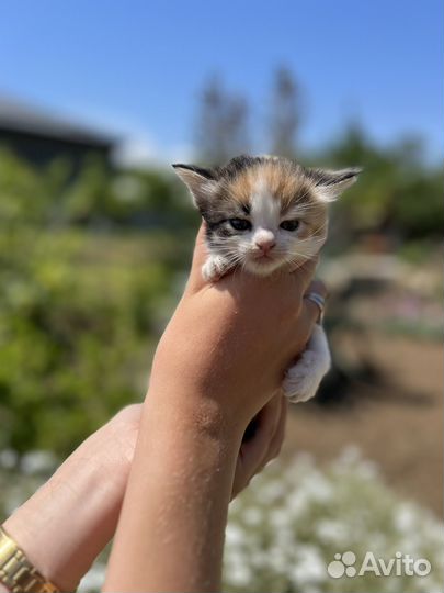 Котята кошка кот