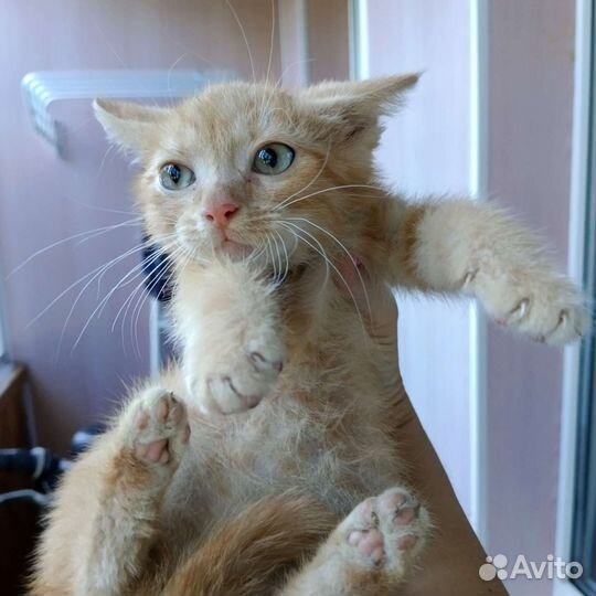 Рыжий малыш