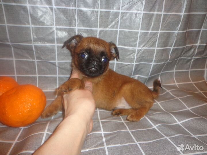 Пти брабансон