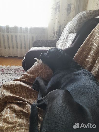 Отдам даром бесплатно в дар собаку