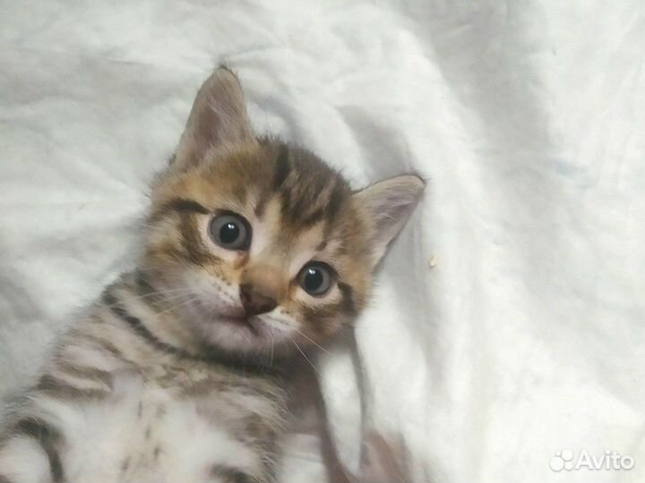 Котята в добрые руки. Девочки Хорошки