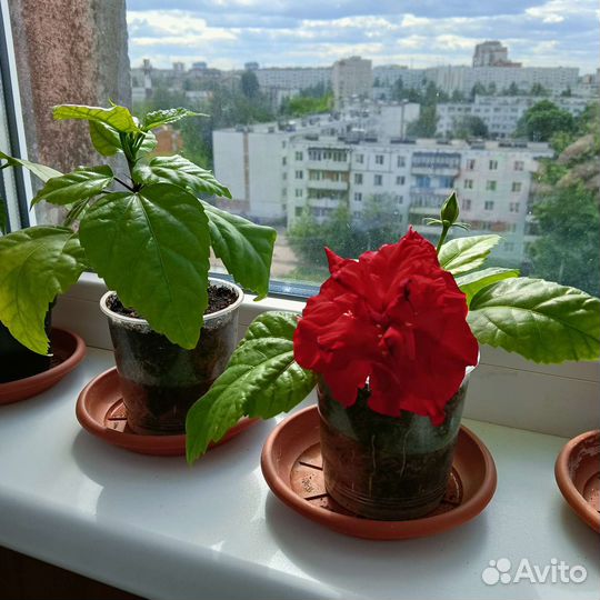 Гибискус махровый