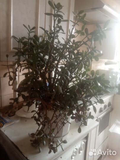 Денежное дерево толстянка