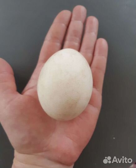 Домашние яйца цесарки, куриные