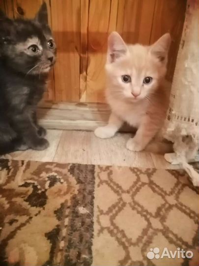 Кошки в добрые руки бесплатно