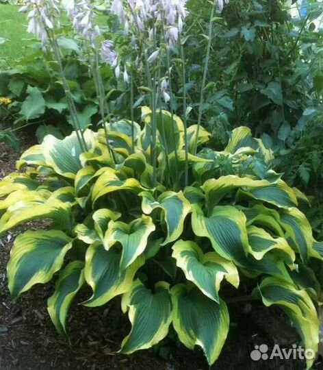Хосты крупные сорта