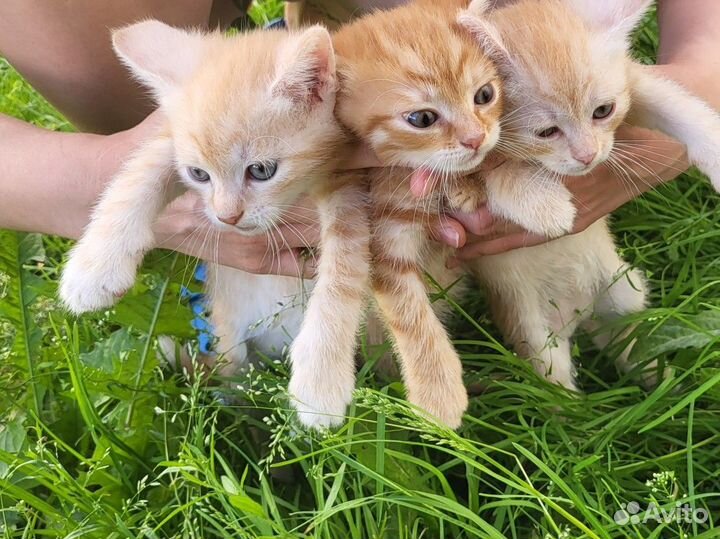 Рыжие Котята бесплатно