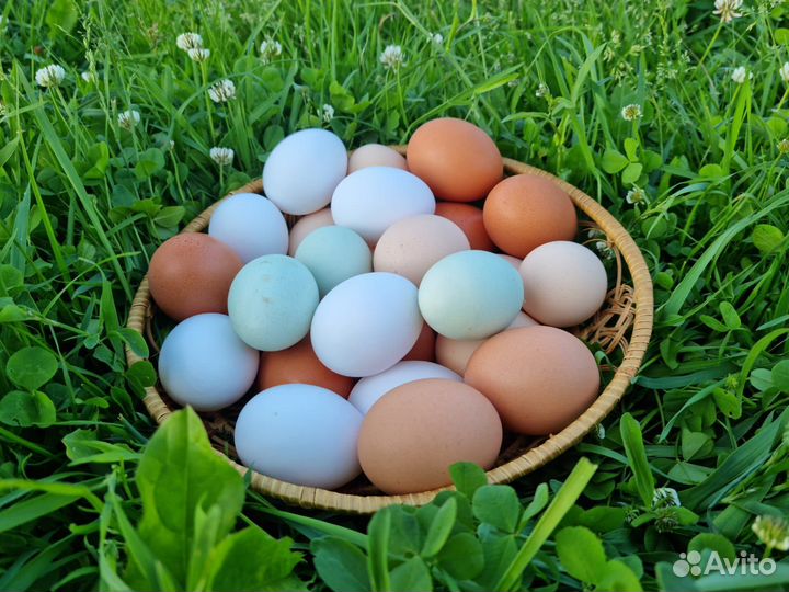 Яйца домашние деревенские