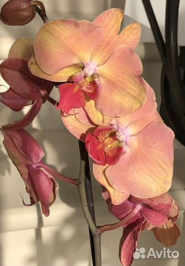 Орхидея фаленопсис