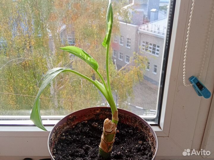 Диффинбахия