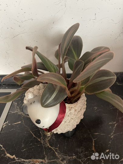 Нематантус, сидеразис,аихризон, педилантус