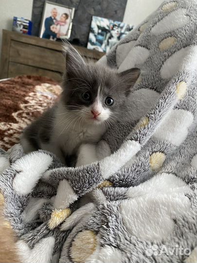 Котята отдам в добрые руки бесплатно