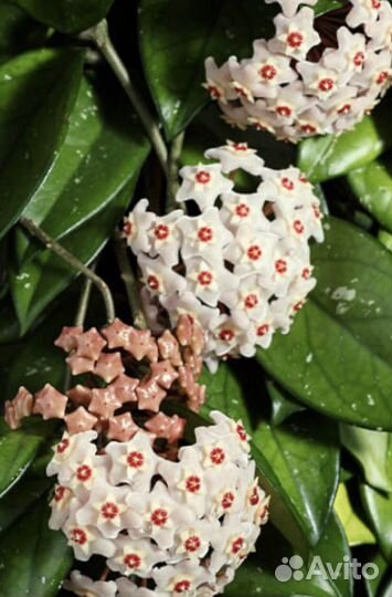 Хойя карноза мясистая