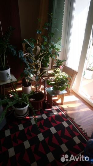 Комнатные цветы