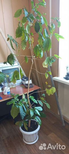Кофейное дерево