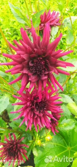 Георгины клубни