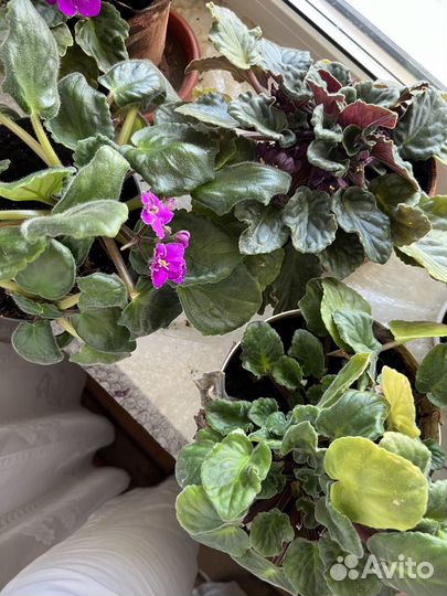 Комнатные цветы фиалки