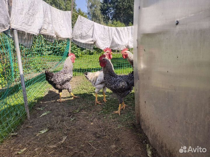 Куры деревенские