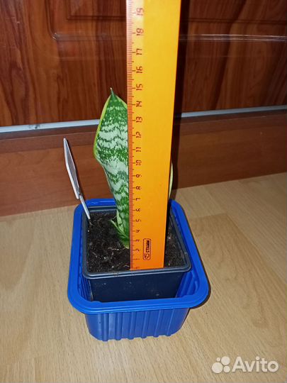 Сансевиерия