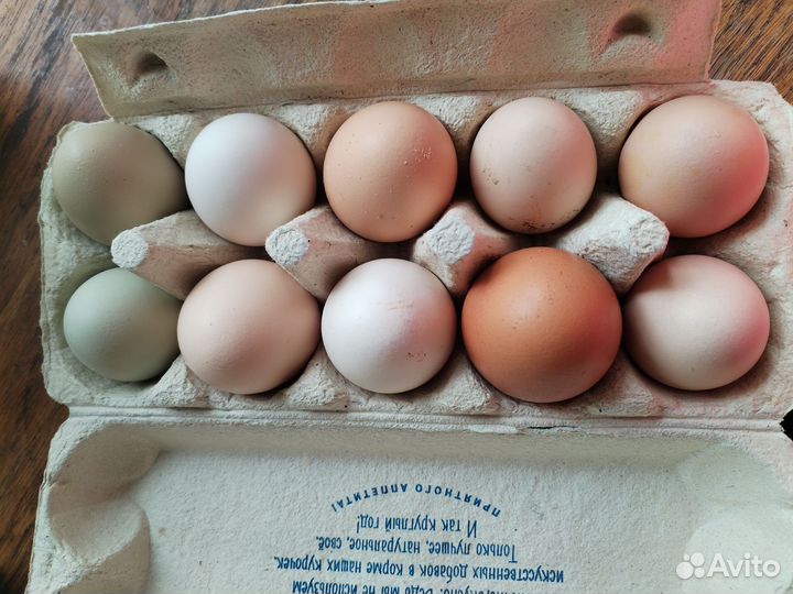 Домашние куриные, утиные и гусиные яйца