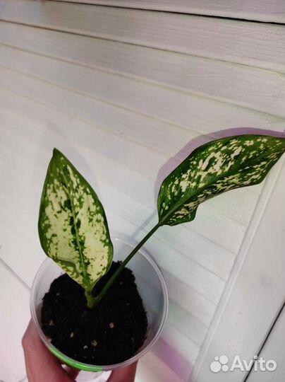 Аглонема Фест Даймонд