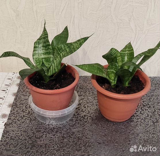 Комнатные растения