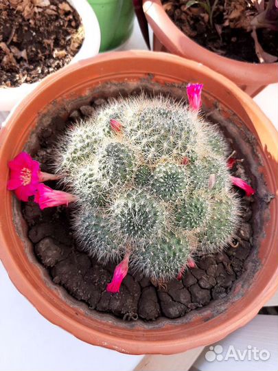 Кактус цветущий