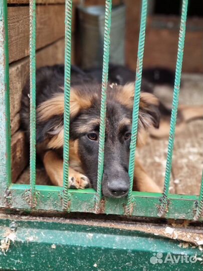 Собаки бесплатно в добрые руки