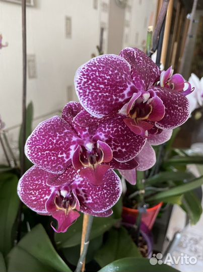 Орхидея фаленопсис Ягуар купить в Комсомольске-на-Амуре | Товары для дома и  дачи | Авито