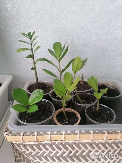 Замиокулькас